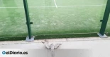 España es el país con más pistas de pádel y las aves se chocan contra ellas: "Causan decenas de muertes de forma absurda"