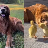 Decide mudarse al campo en busca de una vida tranquila y su golden retriever se vuelve viral: esta es la tierna imagen del perro junto a los animales de la granja