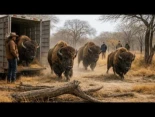 El Reino Unido soltó 4 bisontes en un bosque muerto — semanas después, todos quedaron sorprendidos