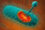 Virus de varias especies se comunican para planear ataques a bacterias