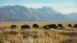 De la biodiversidad a la captura de carbono, salvar al bisonte beneficia a Europa