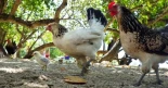 Las gallinas son pájaros valientes y NO deben representar la cobardía humana [ENG]