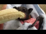 Un murciélago comiendo un plátano
