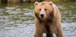 El oso se está volviendo herbívoro
