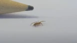 Descubierta en España una nueva especie de araña diminuta