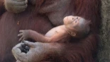 Nace un orangután de Borneo en el Zoo de Madrid: especie en peligro de extinción