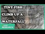 Una proeza inédita en África: peces que escalan cascadas