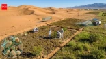 IInvestigadores chinos convierten la arena del desierto en suelo fértil en solo 10 meses utilizando cianobacterias [ENG]