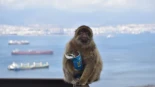 Los monos de Gibraltar se 'automedican': comen tierra para contrarrestar los efectos de la comida basura humana