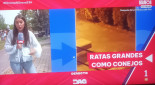 Ratas Grandes como Conejos y Perros