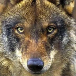 El TSJA anula el programa de control del lobo 2025-2026