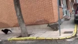 "Veneno", el lince que caza gatos callejeros en un pueblo toledano