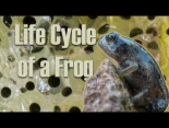 Sólo 1 de cada 1000 renacuajos llega a la vida adulta. Así es su vida (03:46)