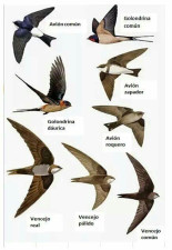 Cómo un animal reconoce a otro igual si no conoce ni es consciente de su reflejo