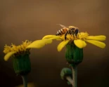 Científicos descubren que las abejas realizan la danza del meneo