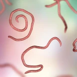 Incómodos compañeros de cama: el gusano que nos visita mientras dormimos