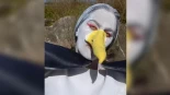 La cómica Ólga Méndez se trae a Vigo la plata en el Europeo de imitación de gaviotas