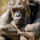 ¿Tienen los animales conciencia de sí mismos?