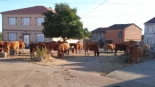 Rebelión vecinal en un pueblo de Zamora por los escándalos de un concejal: sus 150 vacas salvajes campan a sus anchas
