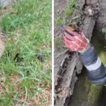 Una madre esperó pacientemente a que un bombero vasco rescatase a sus 5 hijos, que son patos