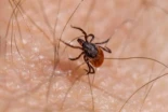 Salud lanza recomendaciones para evitar el contagio de la Enfermedad de Lyme