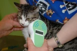 Primeras normas de la UE para proteger a gatos y perros de los abusos