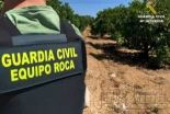 Encuentran 800 plantas de marihuana en una finca impulsada por el Sindicato de Obreros del Campo