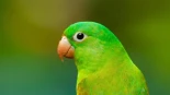 Nueva evidencia de aprendizaje social en aves: los loros aprenden qué alimentos son seguros por imitación