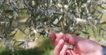 Exigen a la Junta que tome medidas para frenar la plaga del algodoncillo en el olivar