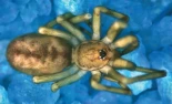 Descubren la araña “Pink Floyd”: caza presas 6 veces más grandes que ella y vive en las paredes