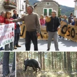 30 años de la reintroducción de osos en los Pirineos: un éxito ecológico y una difícil cohabitación