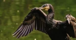 Asturias autoriza la matanza de 200 cormoranes, aves en declive que se encuentran en mínimos de población históricos