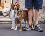 Una ciudad italiana ordena a los dueños de perros que limpien la orina o se enfrentarán a una multa de 500 euros [ING]