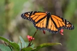 Nuevo estudio descubre que las mariposas han caído un 22 % en EE. UU. y que la monarca occidental podría desaparecer con un 99 % de probabilidad