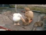 Pelícano es incapaz de comerse un capibara