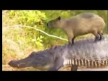 Capibara montando animales