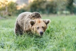 La recuperación del oso pardo, historia de un éxito colectivo