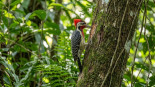 Hulopicus celeris