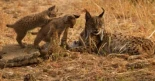 Un total de 13 cachorros de lince salen adelante esta temporada de cría en Doñana