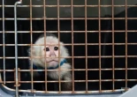 AnimaNaturalis presenta aportaciones al nuevo listado positivo de animales de compañía