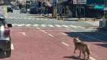 Se enfrenta a una pena de cinco años de prisión por publicar una imagen generada por IA de un lobo suelto por la calle
