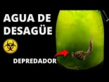 Metí agua de alcantarilla en un frasco, 100 días después esto apareció!