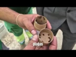 Más de 3.000 mariquitas refuerzan el control biológico de plagas en los Huertos de Ocio de Murcia
