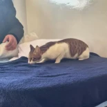 ¡Hito histórico en Barcelona! Por primera vez un gato accede a un centro residencial público para personas en situación de sin hogar