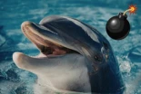 ¿“Delfines kamikaze” en Ormuz? La extraña guerra de acusaciones entre EEUU e Irán