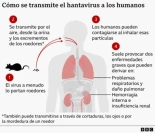 La cepa de hantavirus detectada en el crucero es la única que se transmite entre humanos