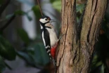 Por qué picotean los pájaros carpinteros