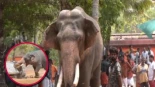 Elefante enloquece y mata a su cuidador durante festejos de un festival religioso en India; destruyó coches y todo a su paso en una furia incontrolable