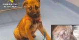 Dos investigados por un presunto delito de maltrato animal grave a un cachorro de tres meses