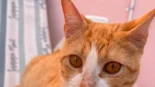 Milo: el gato al que castraron de forma cruel en Rotglà
